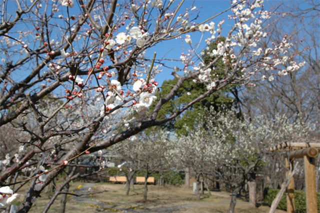 若宮公園 梅園